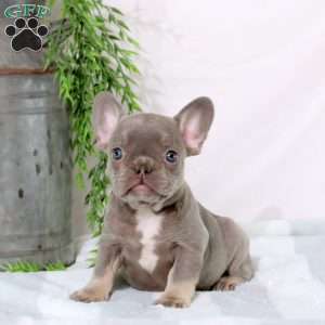 Nora, French Bulldog Puppy
