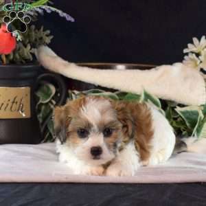 Nora, Teddy Bear Puppy