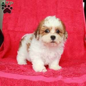 Nora, Teddy Bear Puppy