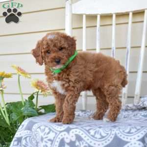 Nora, Miniature Poodle Puppy