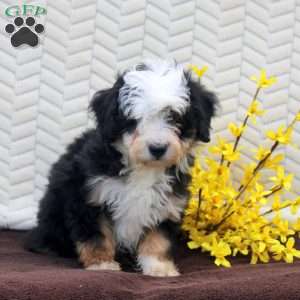 Nora, Mini Aussiedoodle Puppy