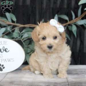 Nora, Maltipoo Puppy