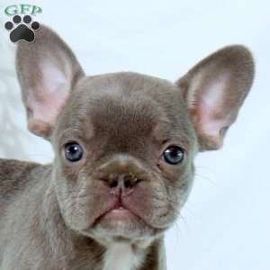 Nora, French Bulldog Puppy