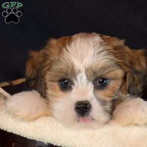 Nora, Teddy Bear Puppy