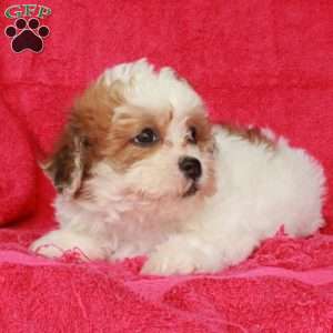 Nora, Teddy Bear Puppy