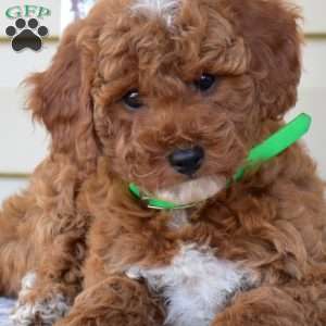 Nora, Miniature Poodle Puppy