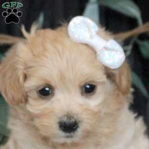 Nora, Maltipoo Puppy