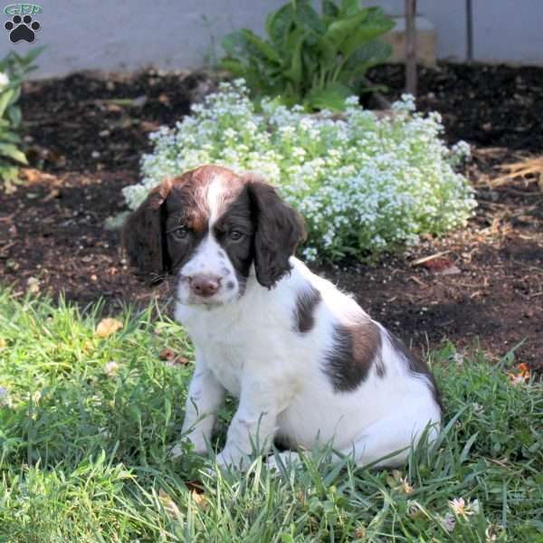 Nordic, English Springer Spaniel Puppy