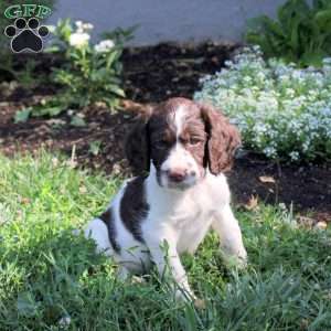 Nordic, English Springer Spaniel Puppy