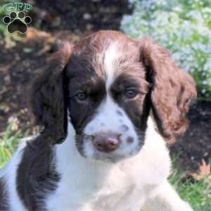 Nordic, English Springer Spaniel Puppy