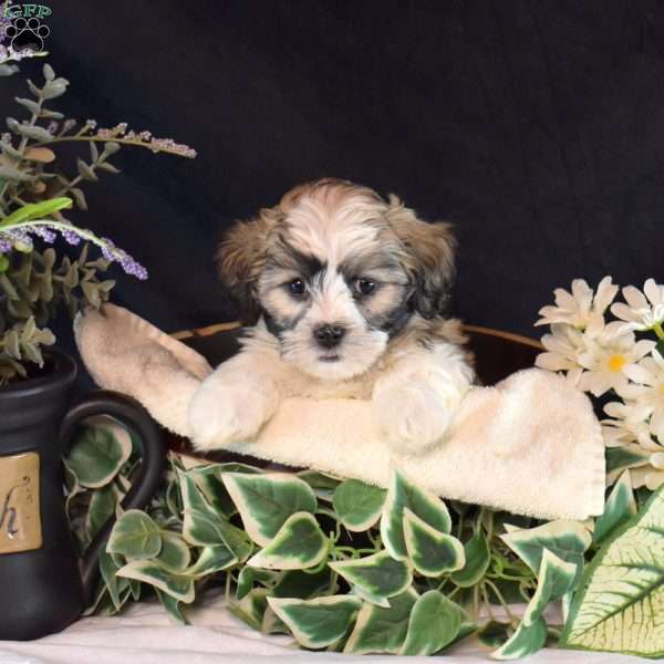 North, Teddy Bear Puppy