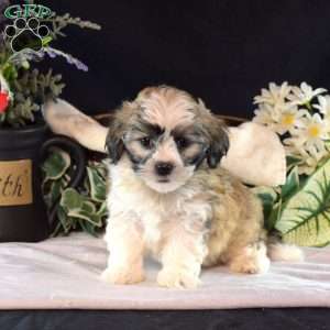 North, Teddy Bear Puppy