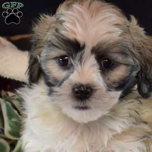North, Teddy Bear Puppy
