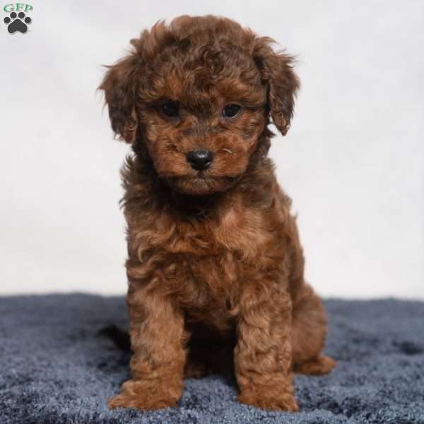 Nugget, Cavapoo Puppy