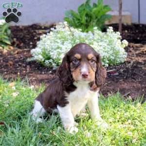 Nugget, English Springer Spaniel Puppy