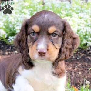 Nugget, English Springer Spaniel Puppy