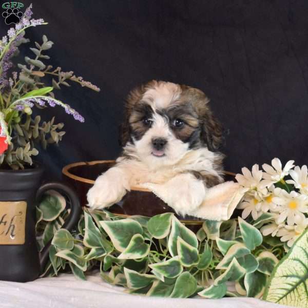 Nutella, Teddy Bear Puppy