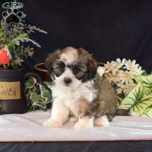 Nutella, Teddy Bear Puppy