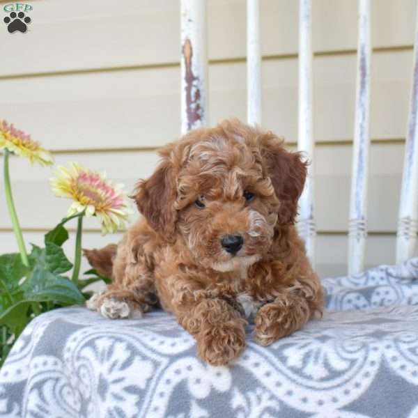Nutmeg, Miniature Poodle Puppy