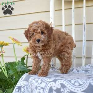 Nutmeg, Miniature Poodle Puppy