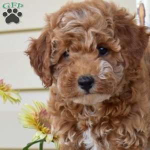 Nutmeg, Miniature Poodle Puppy