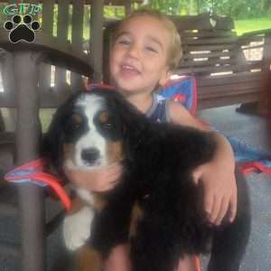Oakley, Bernese Mountain Dog Puppy