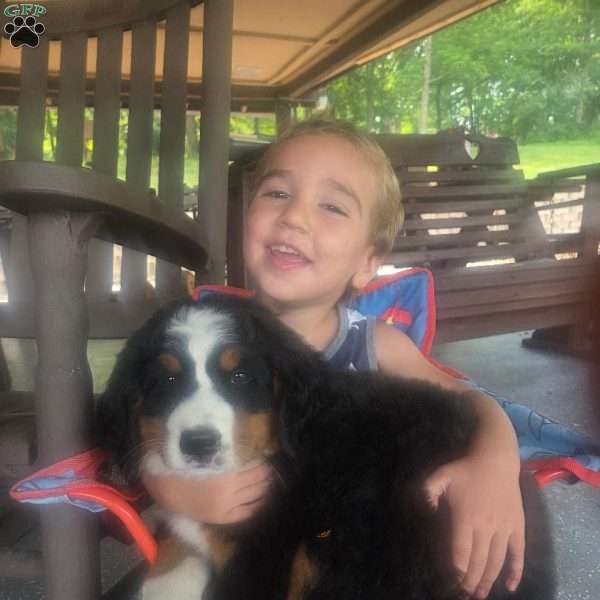 Oakley, Bernese Mountain Dog Puppy
