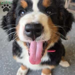 Oakley, Bernese Mountain Dog Puppy