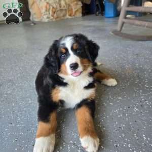 Oakley, Bernese Mountain Dog Puppy