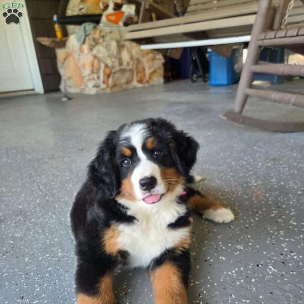 Oakley, Bernese Mountain Dog Puppy