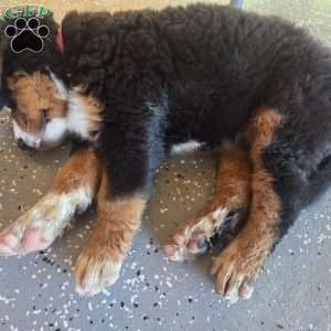 Oakley, Bernese Mountain Dog Puppy