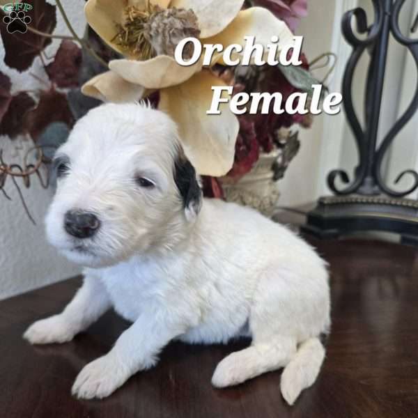 Orchid, Saint Berdoodle Puppy