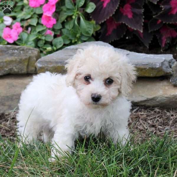 Oaklee, Bich-Poo Puppy