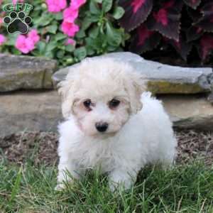 Oaklee, Bich-Poo Puppy