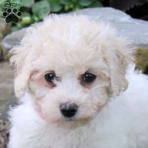 Oaklee, Bich-Poo Puppy