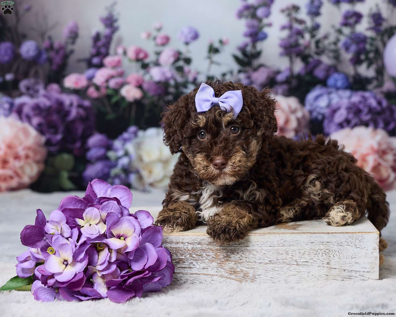 Oakley (Havapoo, Female) in Sugarcreek, OH