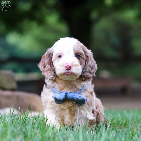 Oakley, Cockapoo Puppy