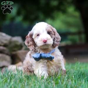 Oakley, Cockapoo Puppy