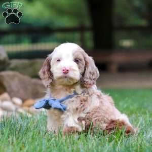 Oakley, Cockapoo Puppy