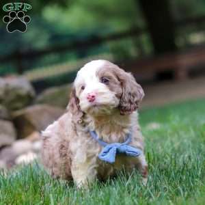 Oakley, Cockapoo Puppy
