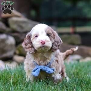 Oakley, Cockapoo Puppy