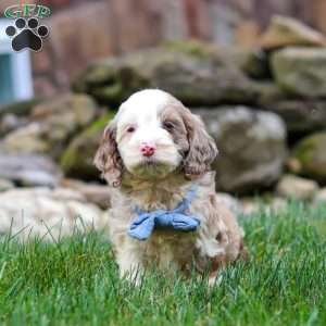 Oakley, Cockapoo Puppy