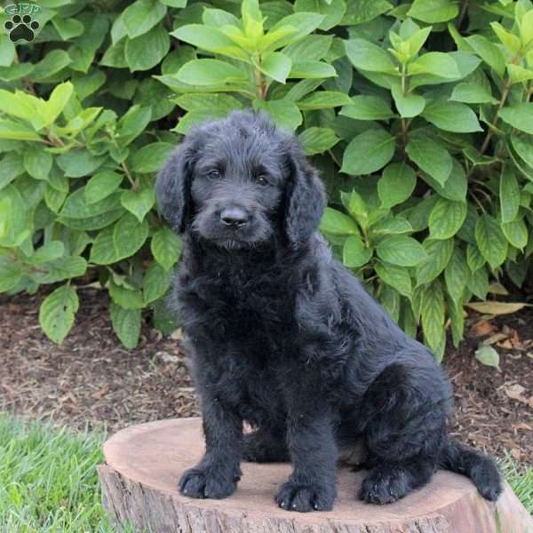Oakley, Labradoodle Puppy
