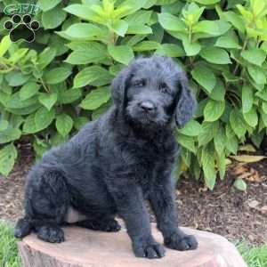 Oakley, Labradoodle Puppy
