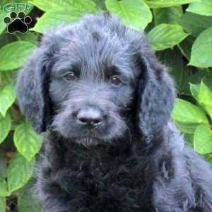 Oakley, Labradoodle Puppy
