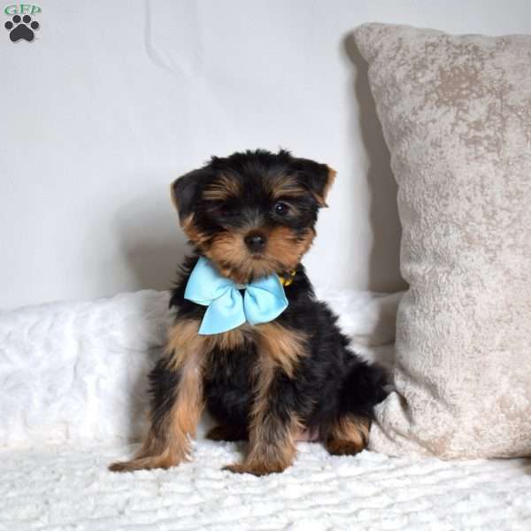 Oakley, Yorkie Puppy