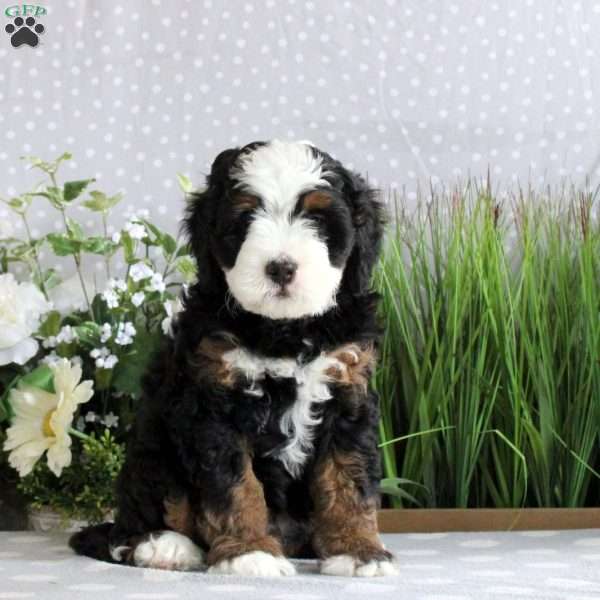 Oakley, Mini Bernedoodle Puppy