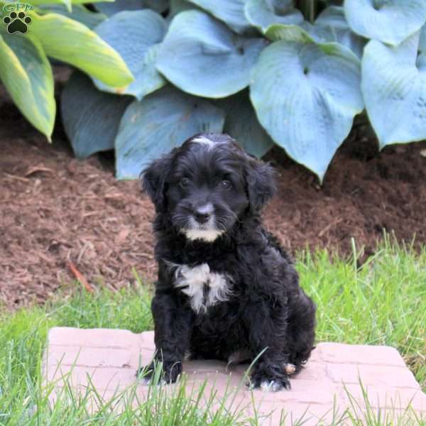 Oakley, Mini Golden Mountain Doodle Puppy