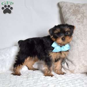 Oakley, Yorkie Puppy