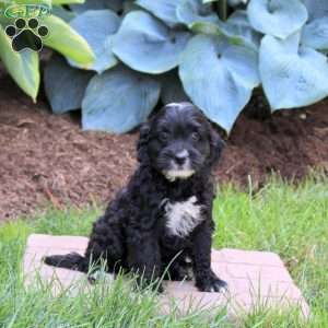 Oakley, Mini Golden Mountain Doodle Puppy